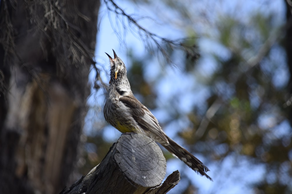 gray bird perched on tree branch