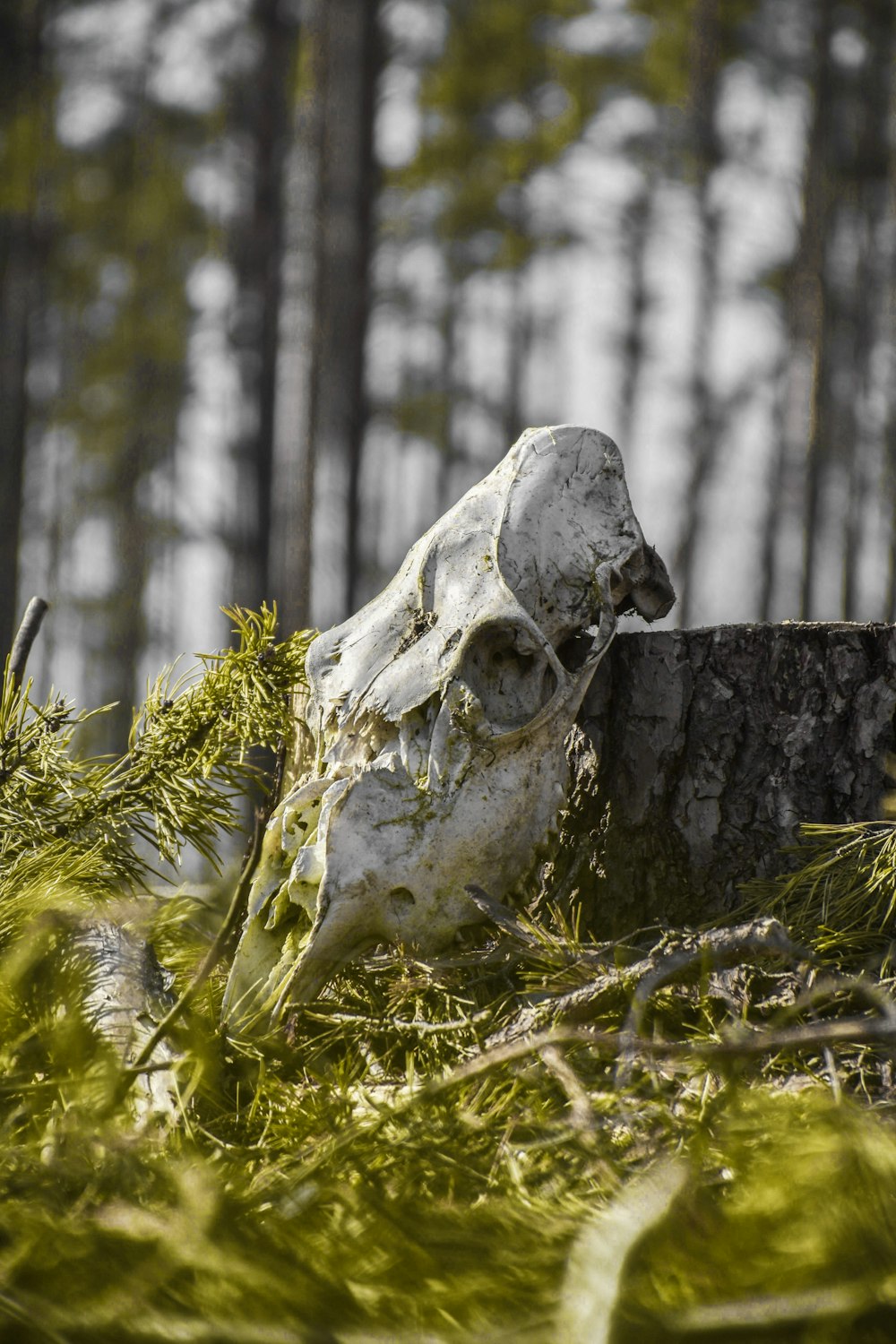 white animal skull beside wood stomp during day