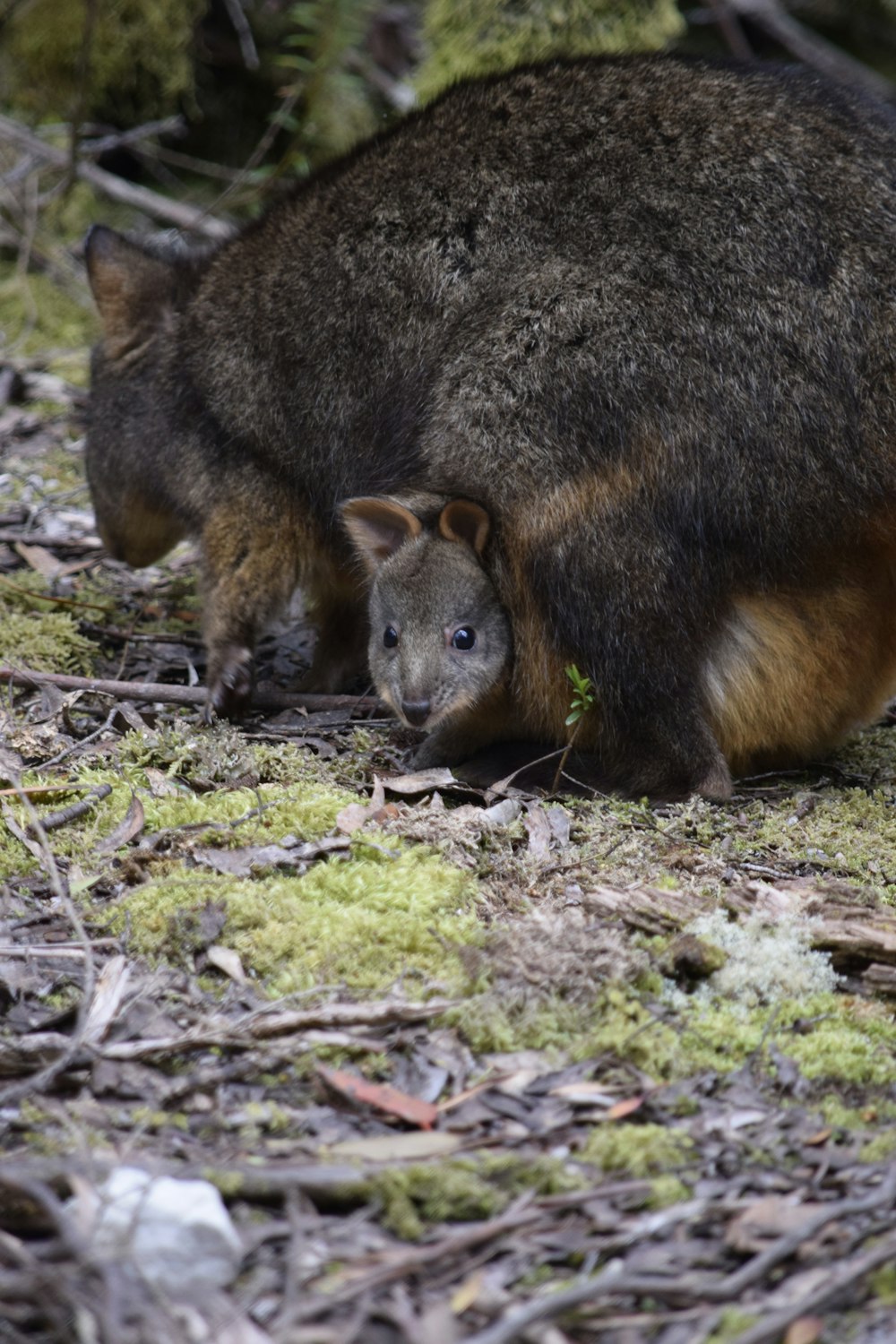 a brown and black animal standing on top of a forest floor