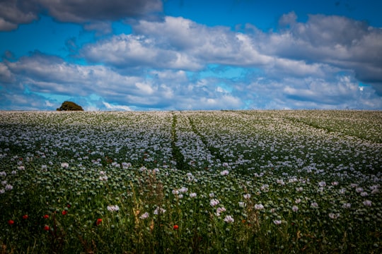 white petaled flowers field in Tasmania Australia