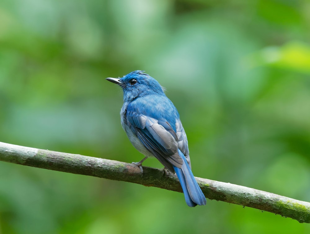 uccello blu appollaiato su ramoscello