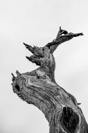 A weathered gnarled tree trunk with deep grooves against a bright sky