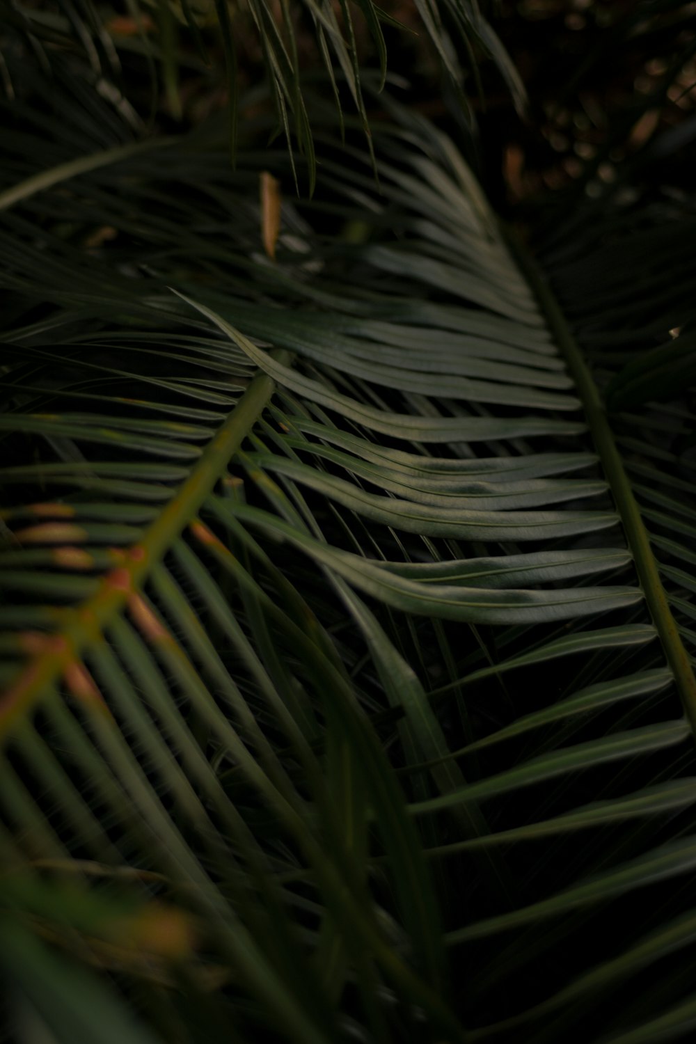 green coconut tree leaves