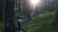 A close-up of a bicycle resting against a tree in a forest.