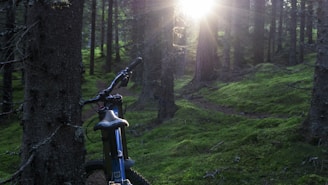 A close-up of a bicycle resting against a tree in a forest.
