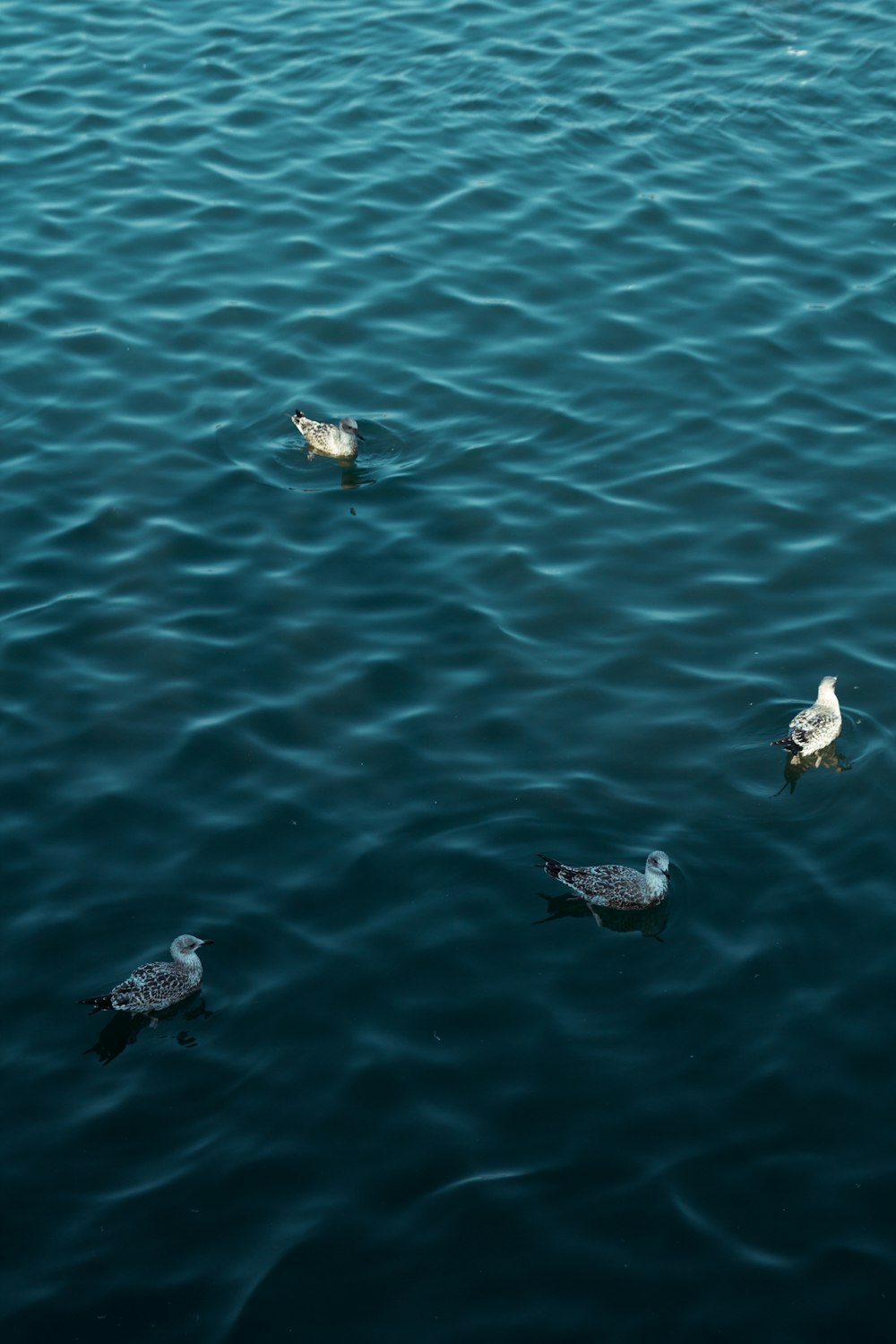 ducks on water