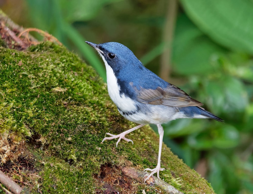 blue and white bird on moss