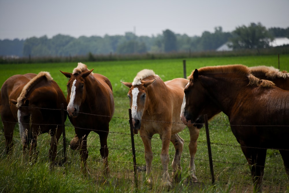 lined horses beside fence