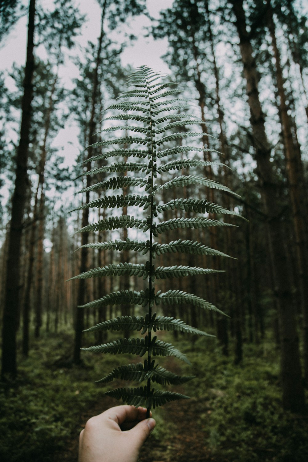 yellow fern leaves