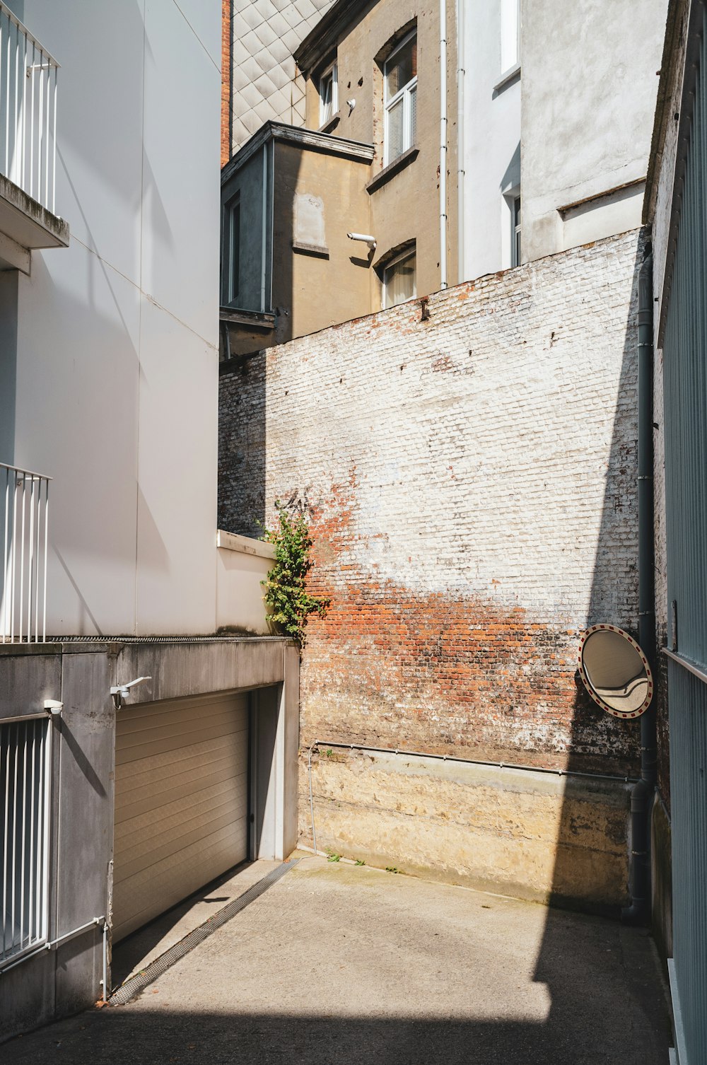 Plantas verdes junto a la pared gris