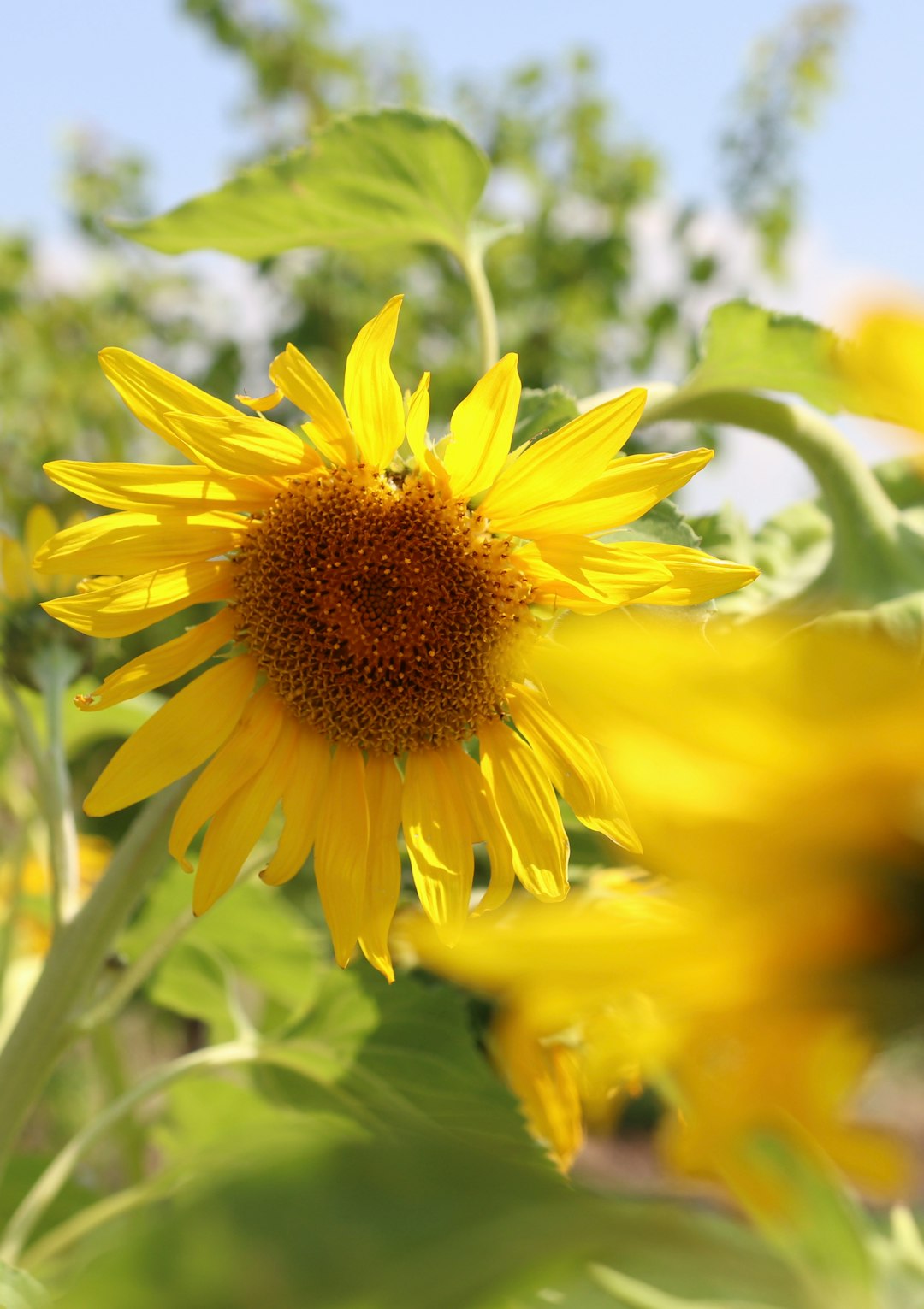 selective focus photography of sunflower