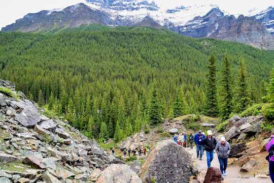A group of hikers walking along a narrow mountain trail surrounded by pine trees and snow-capped peaks.