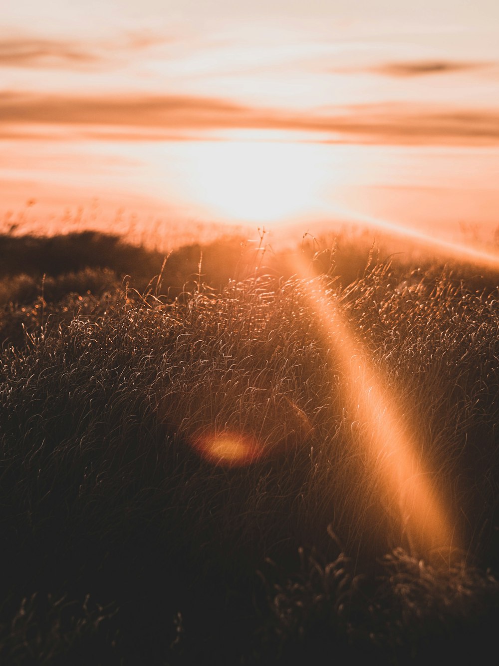 green grass during golden hour