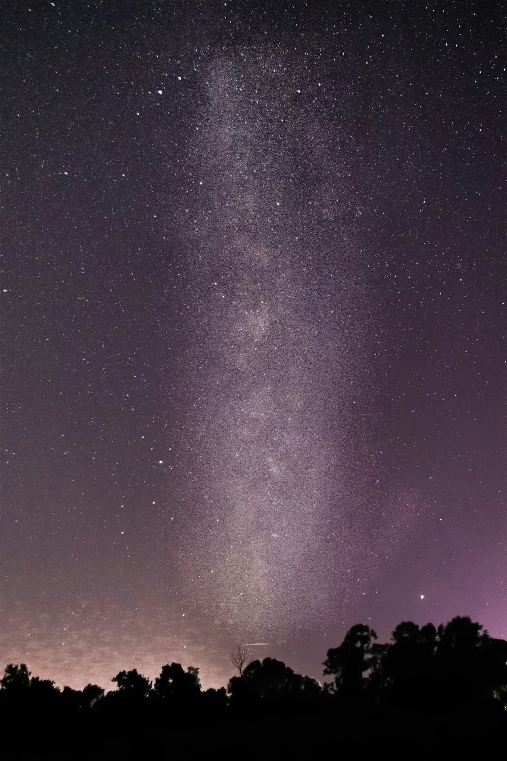 silhouette of trees