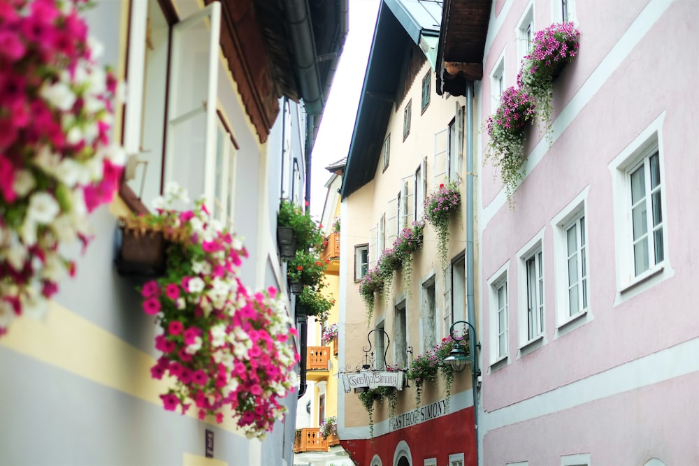 alley buildings with hanging flowers