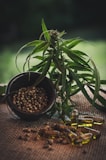 A lush green cannabis plant is positioned next to a bowl filled with hemp seeds. Several transparent capsules containing golden oil are scattered on a burlap surface.