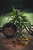 A lush green cannabis plant is positioned next to a bowl filled with hemp seeds. Several transparent capsules containing golden oil are scattered on a burlap surface.