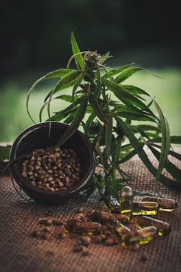 A lush green cannabis plant is positioned next to a bowl filled with hemp seeds. Several transparent capsules containing golden oil are scattered on a burlap surface.