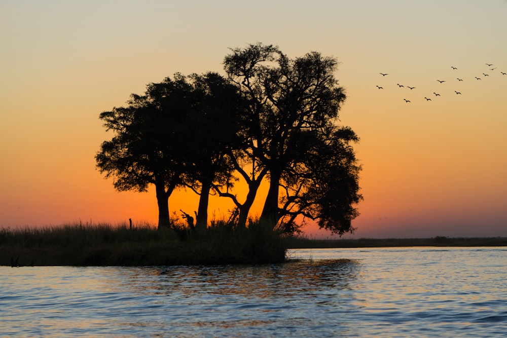 silhouette of group of birds near trees during golden hour