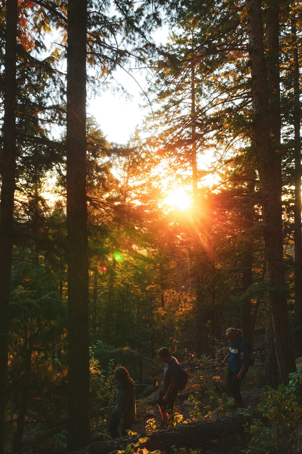 golden hour in forest