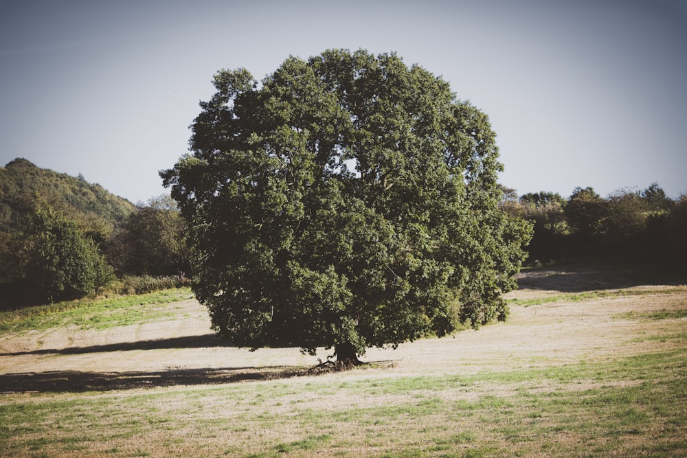 green-leaved tree