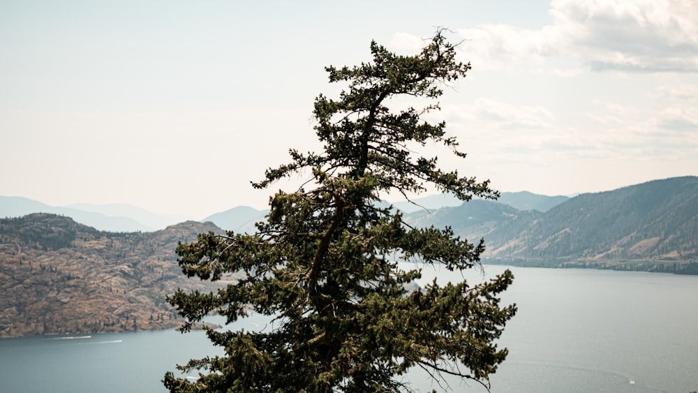 green tree near mountains and body of water during day