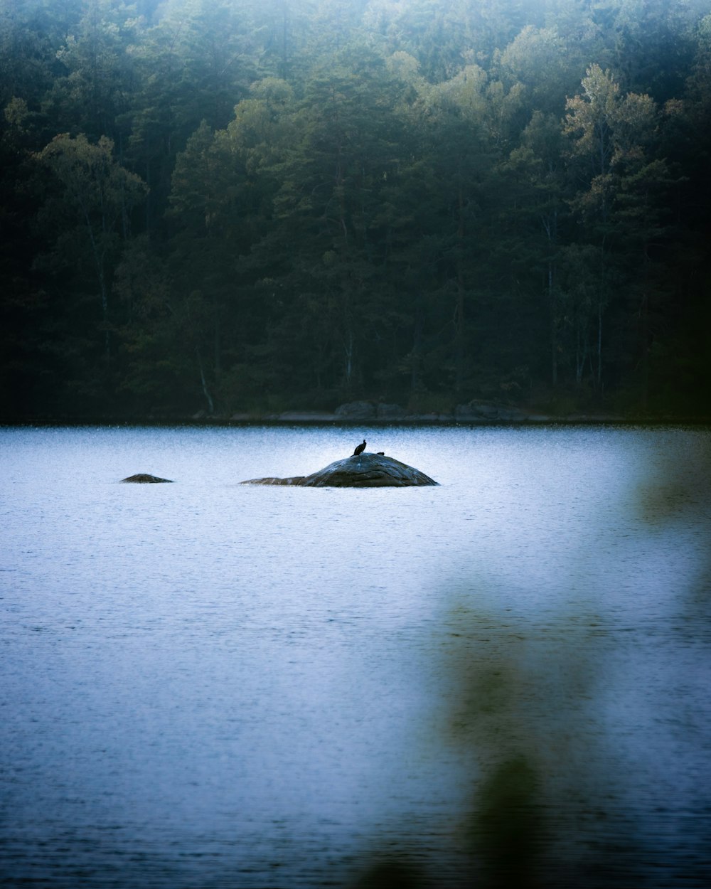 body of water beside trees