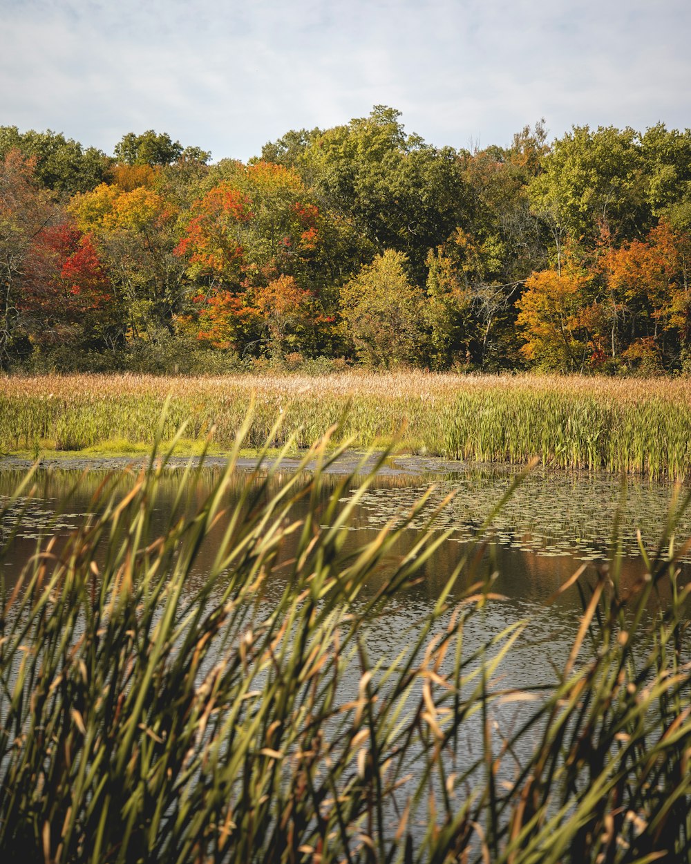 selective focus photography of grass near the body of water