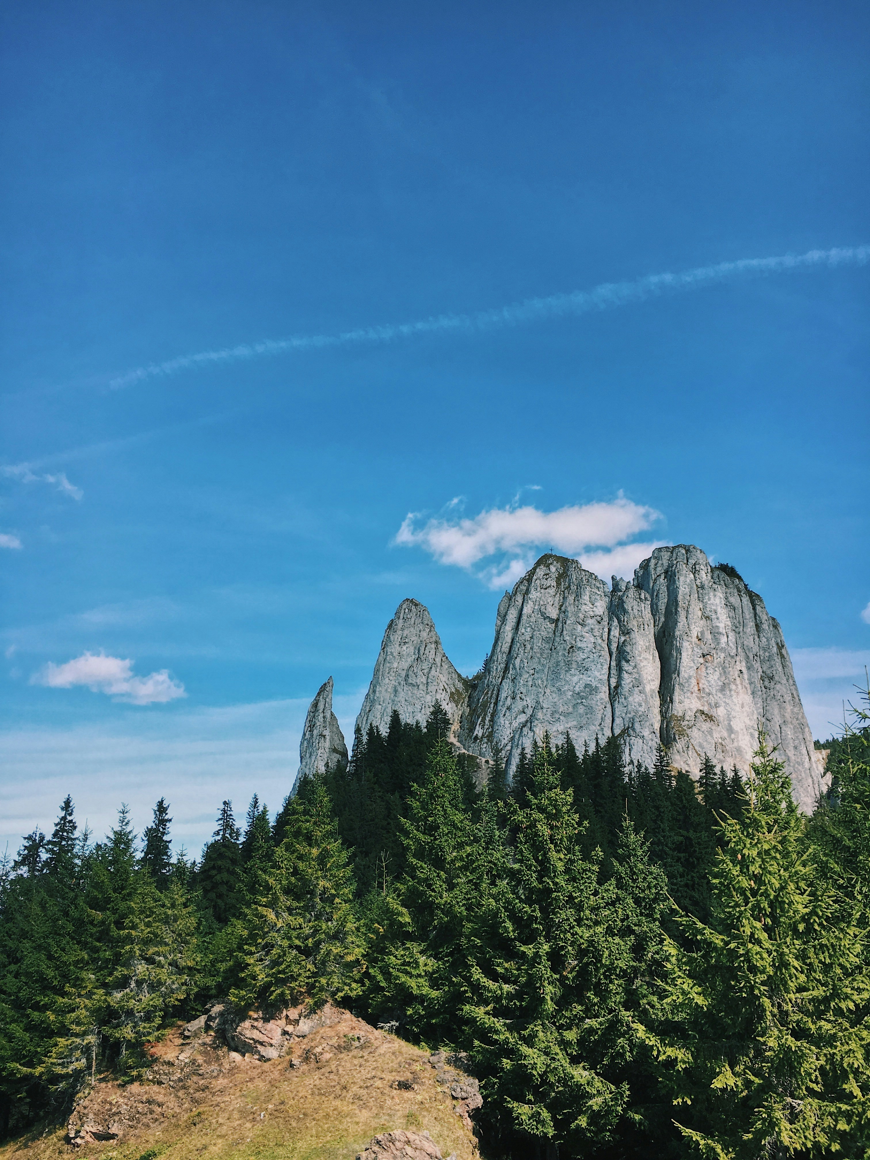 forest and rocky mountain during day