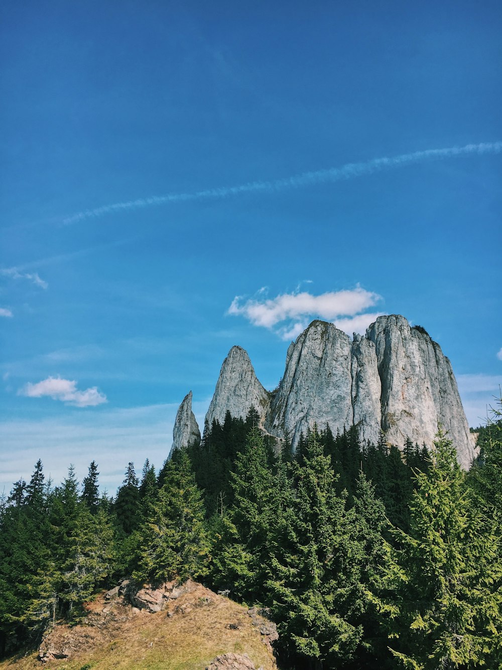 forest and rocky mountain during day