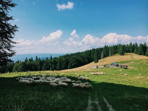 A tranquil rural scene featuring a flock of sheep grazing on a lush green meadow surrounded by dense forest. In the background, several rustic structures, including a farmhouse with a blue roof, are visible. The sky is bright with scattered fluffy clouds, adding a serene atmosphere.