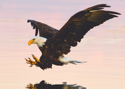 soaring eagle over water eagle google meet background