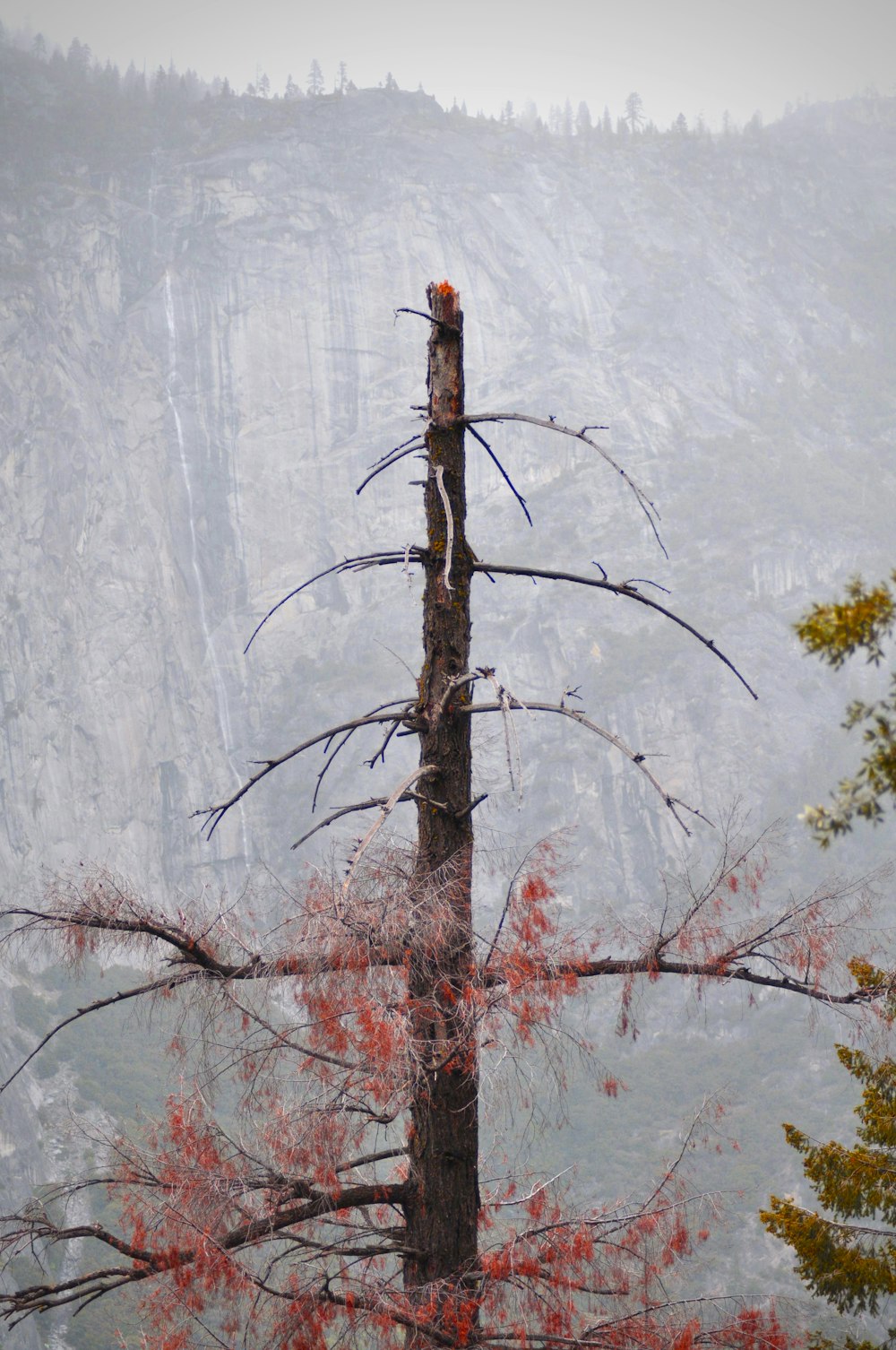 gray bare tree during daytime photo