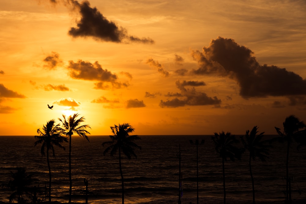 beach during sunset