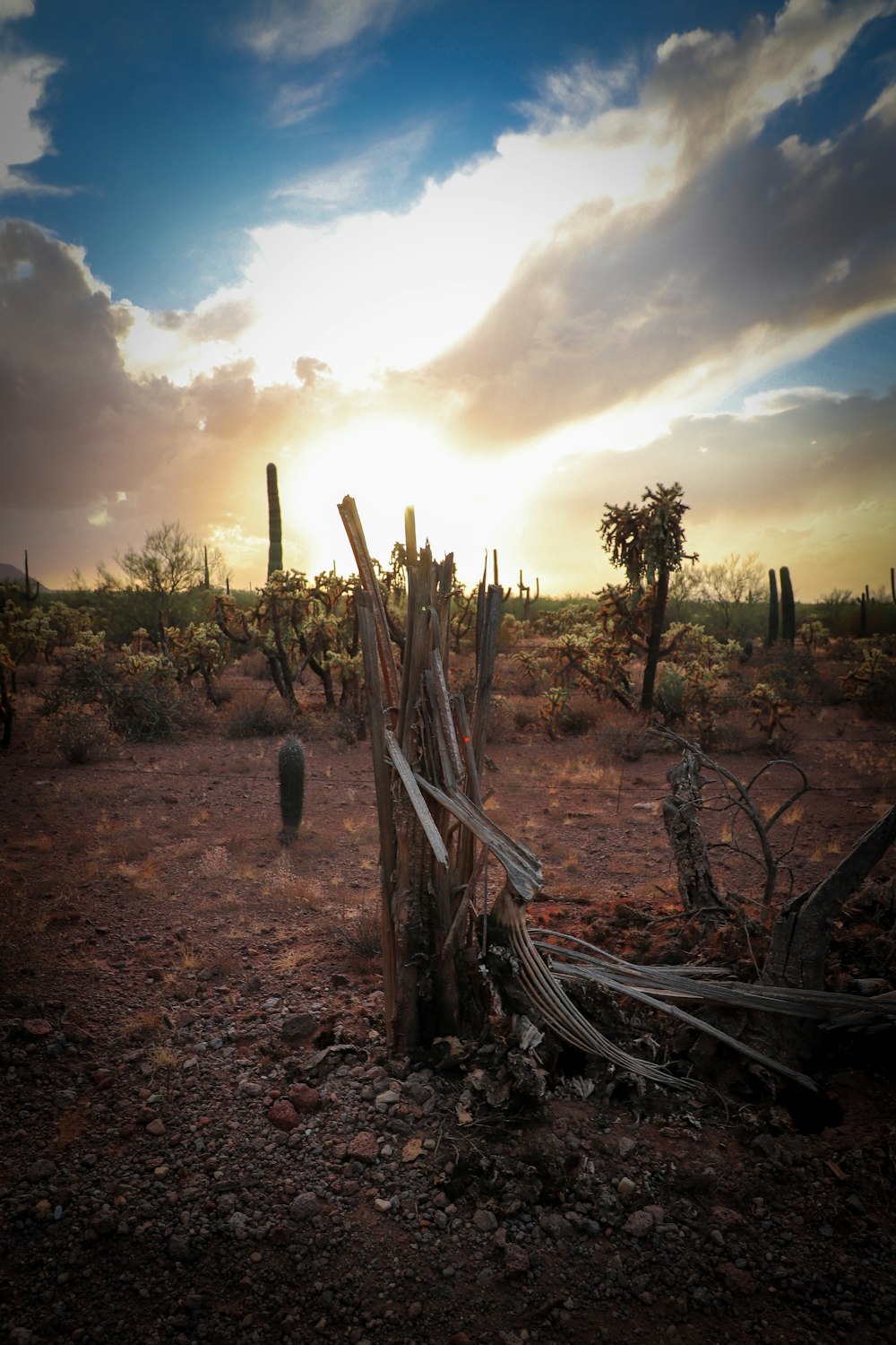 dead tree on field under cloudy sky