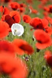 red-petaled flowers