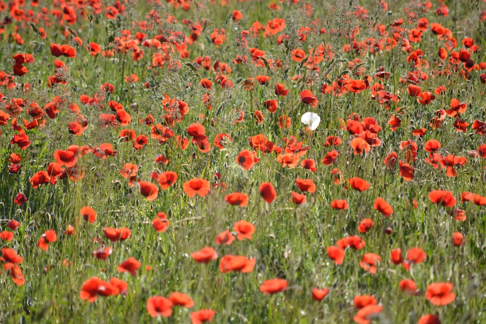 orange petaled flowers