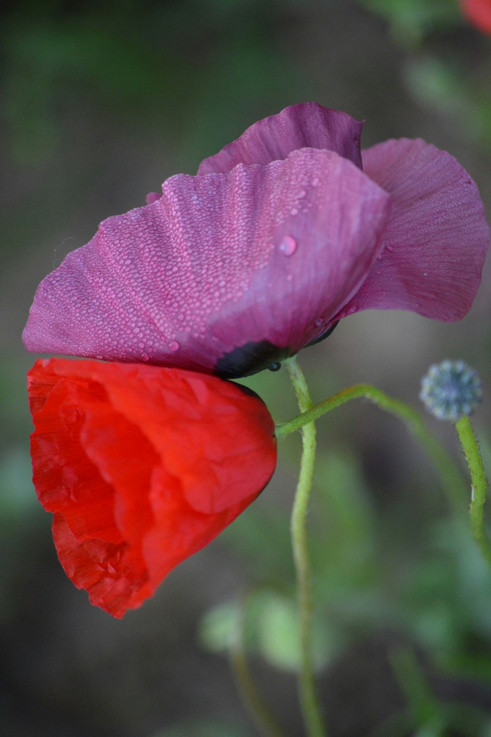 purple and red flowers