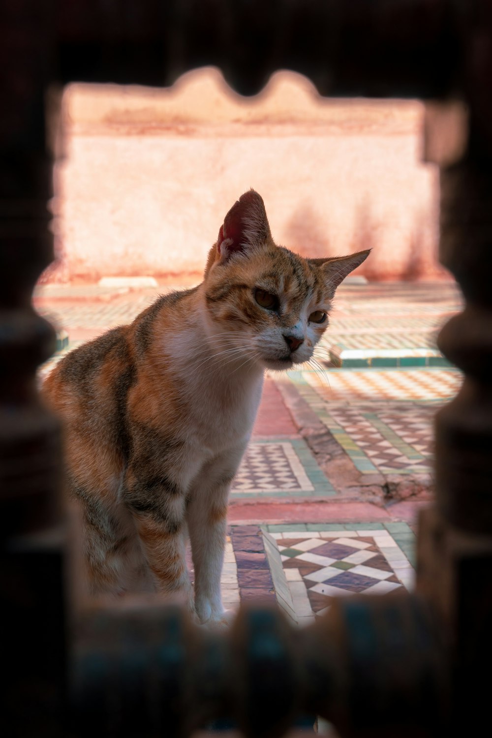 calico cat near hole