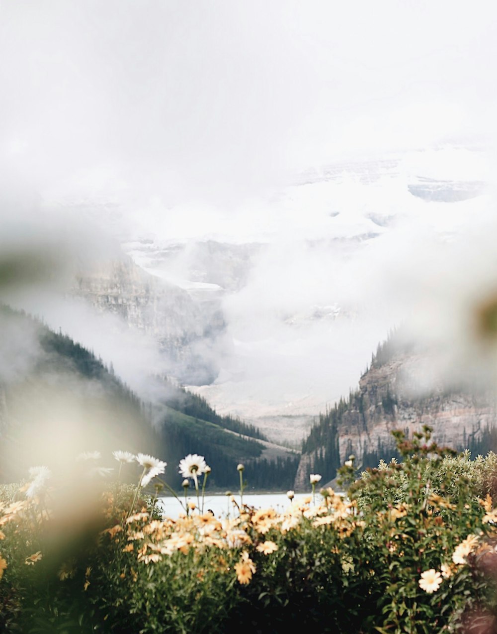 white and yellow petaled flowers