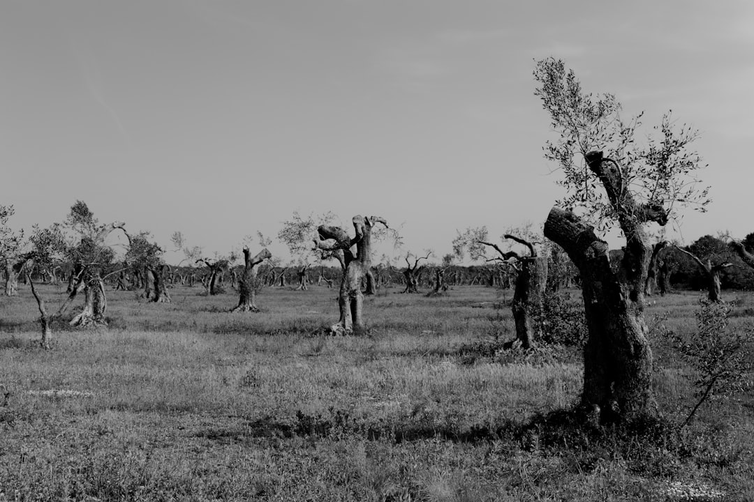 grayscale photography of trees, Ancient olive trees in Salento
