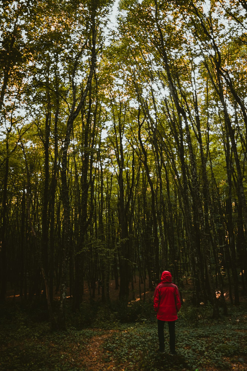 person wearing red hooded jacket standing near trees