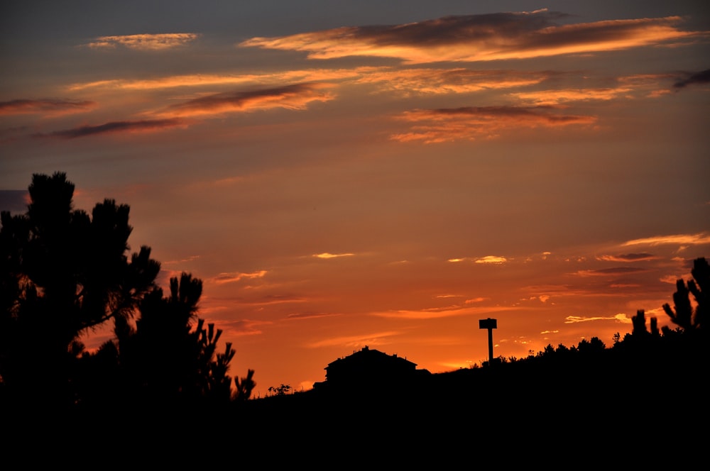 silhouette photography of trees