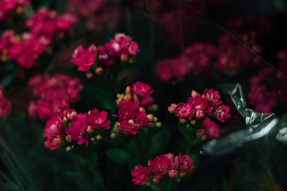 pink petaled flowers