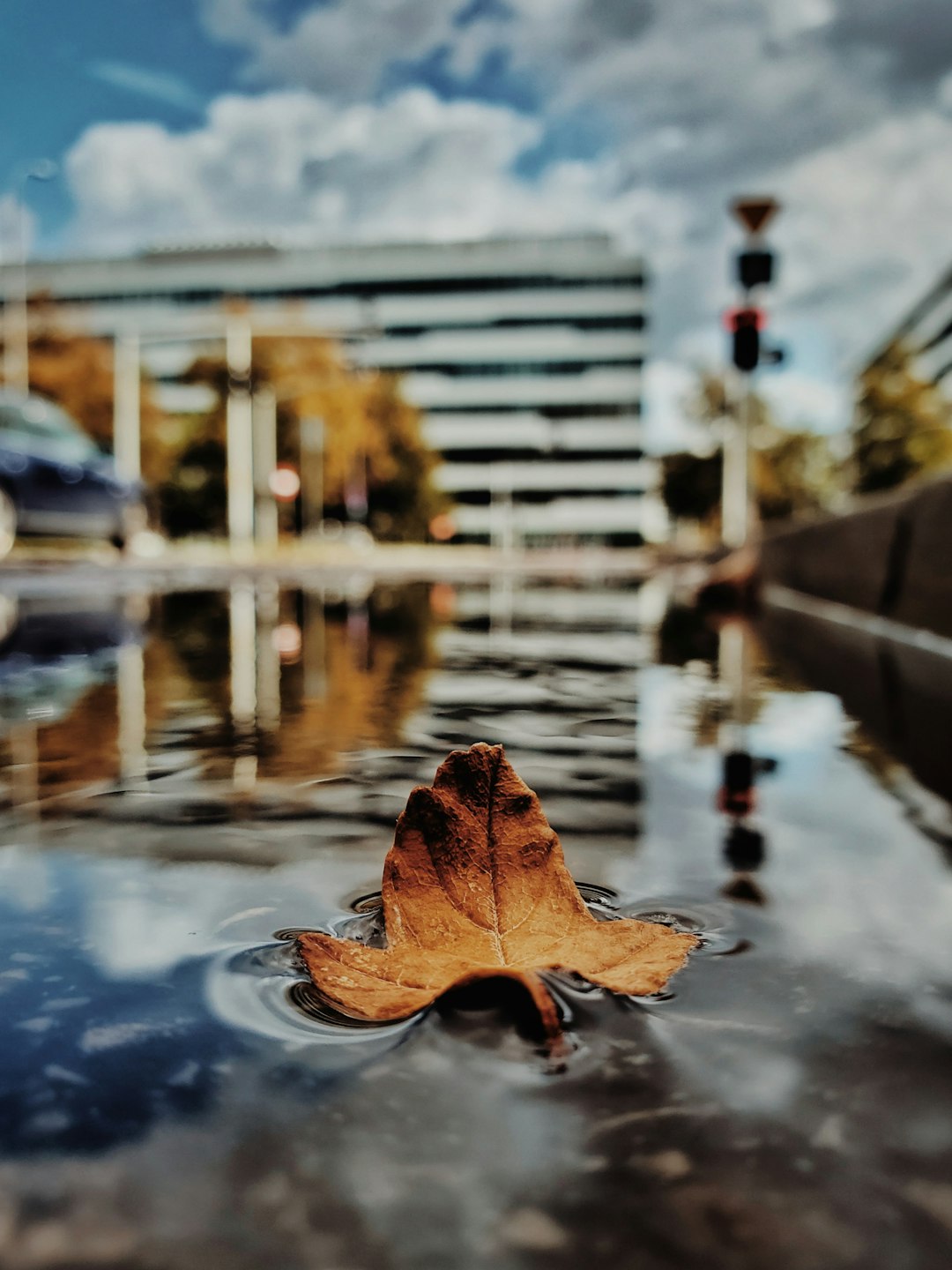 brown leaf on water