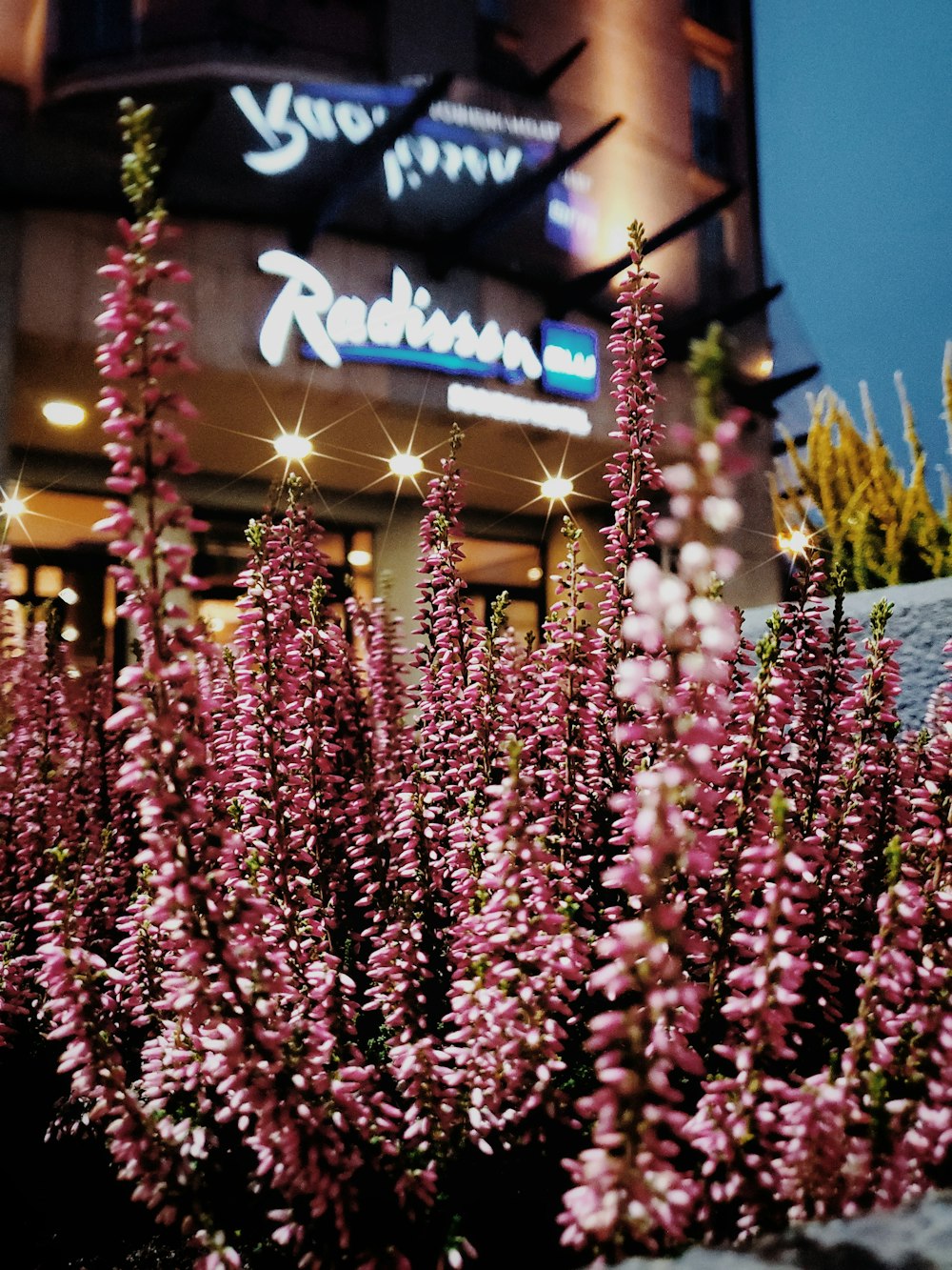 selective focus photography of pink-petaled flowers