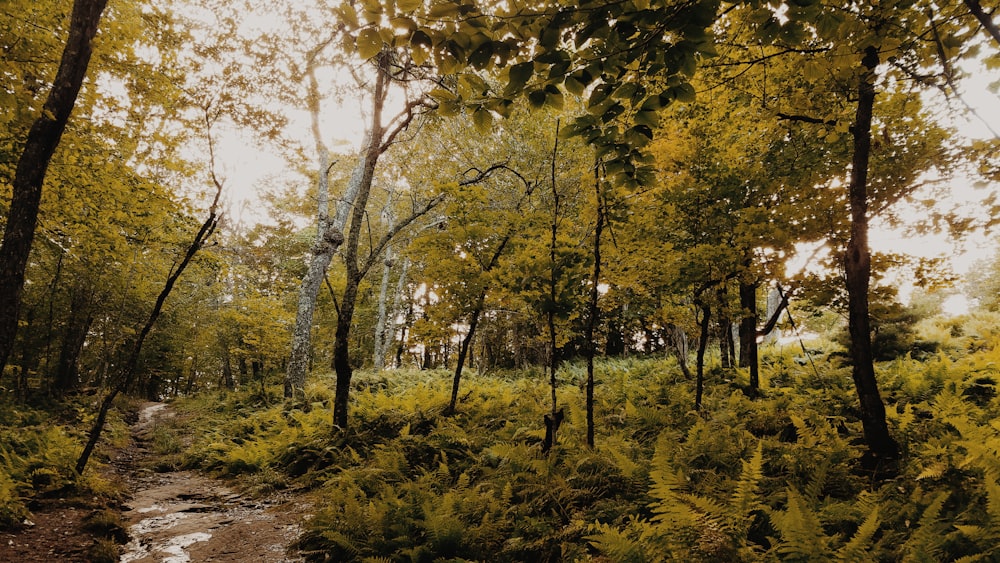 green fern plants surrounded with tall and green trees during daytime