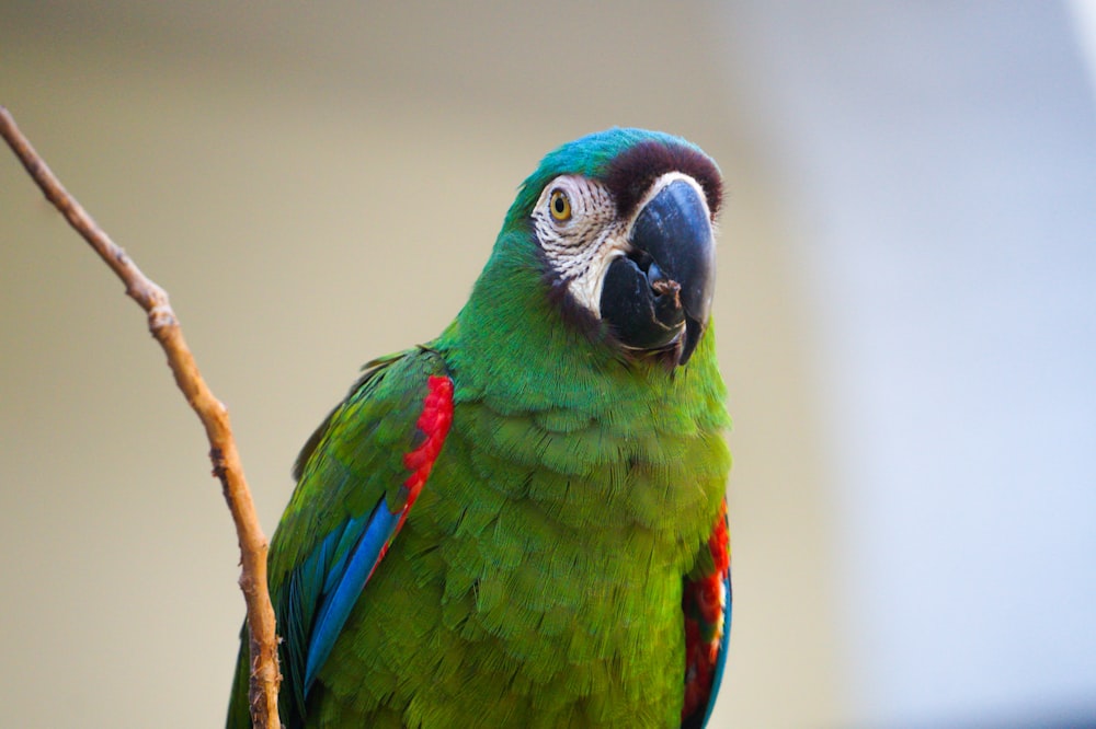 green and blue bird