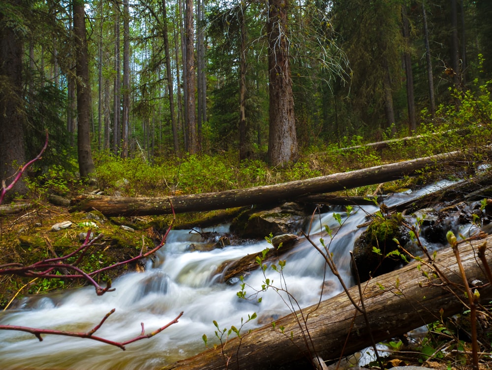 a stream running through a forest filled with lots of trees