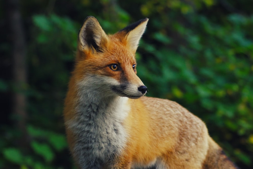 Fotografia de foco seletivo de raposa laranja durante o dia